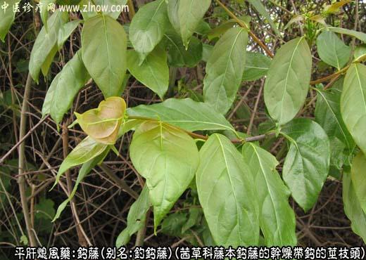 钩藤图片