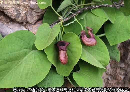 木通图片