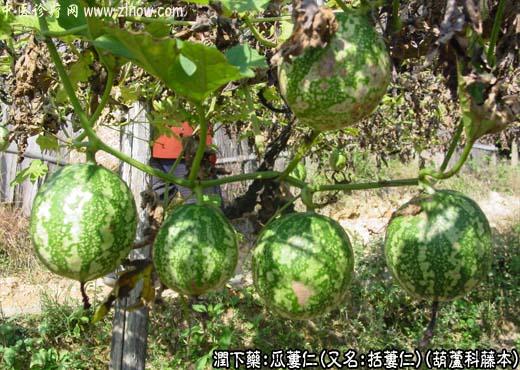 【中医诊疗网】：瓜蒌仁