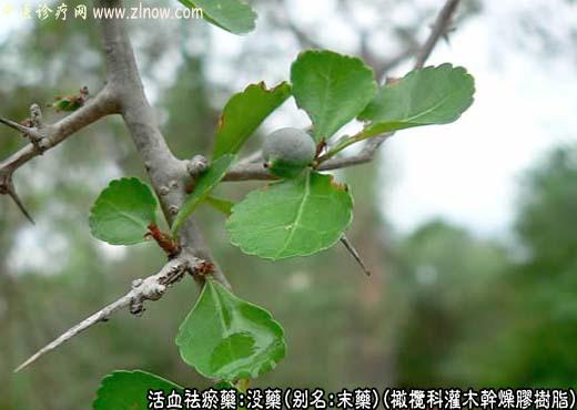 中草药图谱：没药