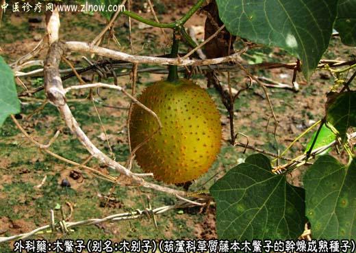 木鳖子图片