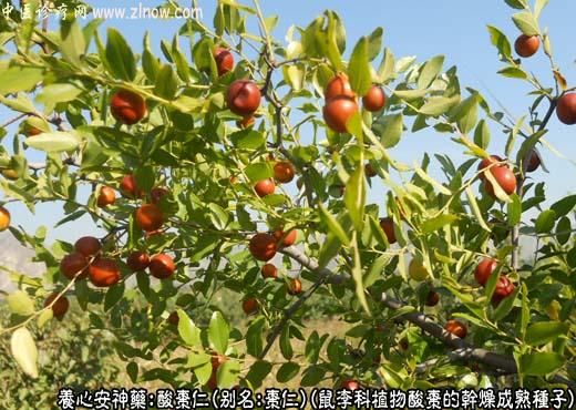 酸枣仁图片