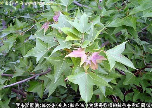 苏合香图片