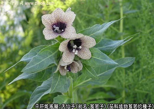 天仙子图片