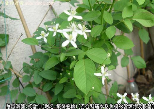威灵仙图片
