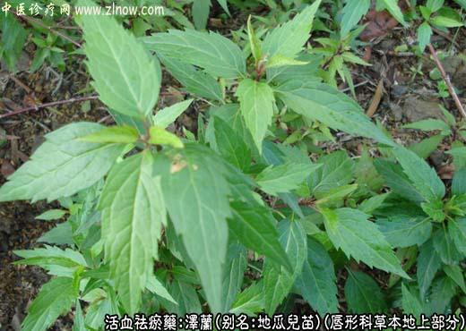 中草药图谱：泽兰