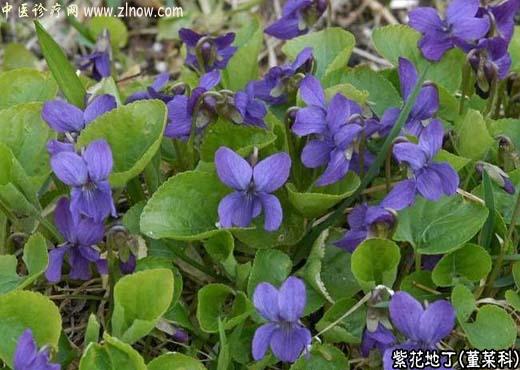 【中医诊疗网】：紫花地丁